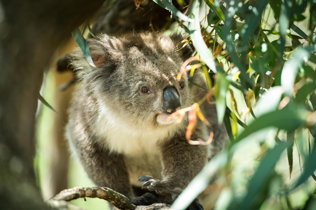 Big4 Ingenia Holidays Phillip Island Newhaven Luaran gambar